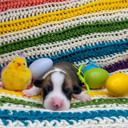 WILLIE - Sable male Pembroke Welsh Corgi puppy in Ritzville, Washington from Sapphire Iris Corgis