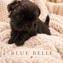 Blue Belle - Black female Shih Tzu puppy in Montgomery, Texas from Furbourne Farm