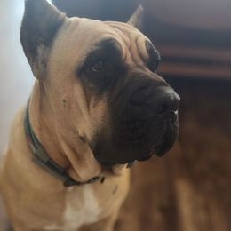 Reina - Cane Corso