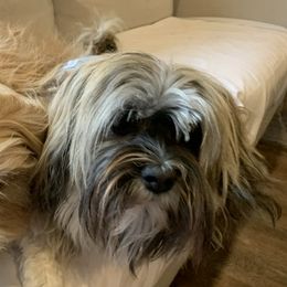 Jack - Havanese