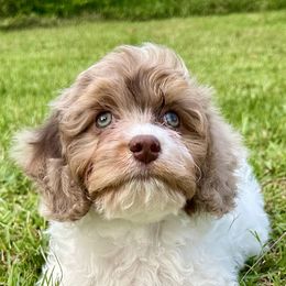 Thumper - Chocolate male Cavapoo puppy in Cameron, South Carolina from Sassy Sailor & Company