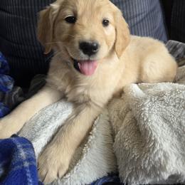 Golden Retriever Puppies from Agape Goldens