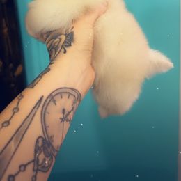 Pomeranian Puppies from A Sample Of Gods Love Kennels