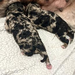 Bernedoodle puppies from Coats of Many Colors LLC