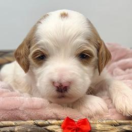 Red Female - Parti female Goldendoodle puppy in Great Falls, Montana from Montana Goldendoodles