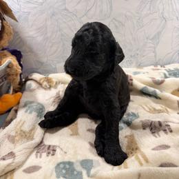 Aspen - Black male Poodle puppy in Beaumont, Texas from Lingo Standard Poodles