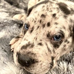 Cypress - Merle Great Dane puppy in Dundee, Michigan from Weslow AKC Danes
