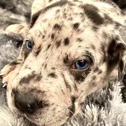 Cypress - Merle Great Dane puppy in Dundee, Michigan from Weslow AKC Danes