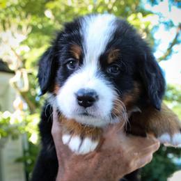 Bernese Mountain Dog Puppies from Locust Hill Berners