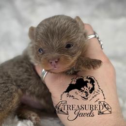 Pomeranian Puppies from Treasured Jewels Pomeranians