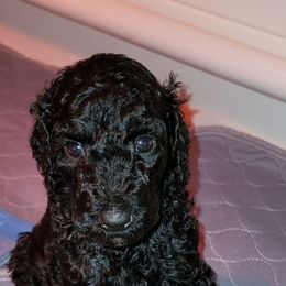 Poodle Puppies from Caboodles of Poodles