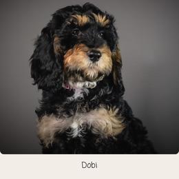 Dobi - Phantom female Goldendoodle puppy in Caldwell, Idaho from Boise Doodle Co.