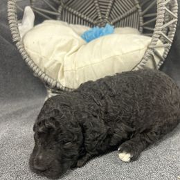 Mojo - Silver male Poodle puppy in Poplarville, Mississippi from Southern Belle Poodles
