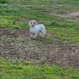 Tally - Dachshund