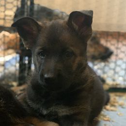 German Shepherd Puppies from Alisha Fitzpatrick