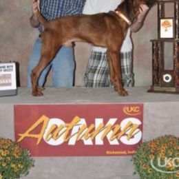 Anatolian Shepherd Dogs and Redbone Coonhounds from Copelands TN Redbones