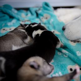Siberian Husky Puppies from Ivie Huskies