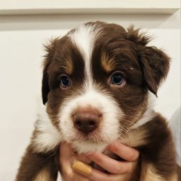 Bobby - Red tri-color male Australian Shepherd puppy in Palm Bay, Florida from Wiggle Butt's