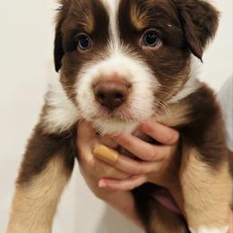 Bobby - Red tri-color male Australian Shepherd puppy in Palm Bay, Florida from Wiggle Butt's