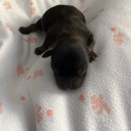 Little Girl - Sable female Yorkshire Terrier puppy in Laughlin, Nevada from Dani’s Yorkie’s