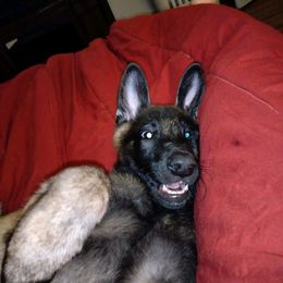 Belgian Malinois Puppies from MonStar Malinois