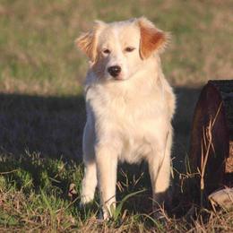 Kit Kat - Toy Australian Shepherd