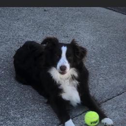 Miniature Australian Shepherd Puppies from Copper Line Aussies