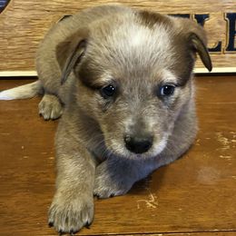 L61-05 - Red speckled female Australian Cattle Dog puppy in Sheridan, Oregon from 6pk Cattledogs