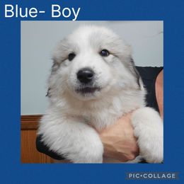 Ember- blue collar - White and badger male Great Pyrenees puppy in Mikado, Michigan from Brittain Family Farm