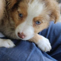 Miniature Australian Shepherd Puppies from Alexander Kennels