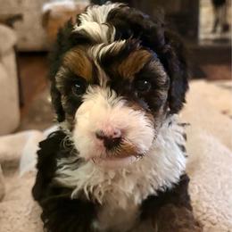 Black girl - Tri-color female Bernedoodle puppy in Lake, Michigan from 3 King Doodles & Poodles