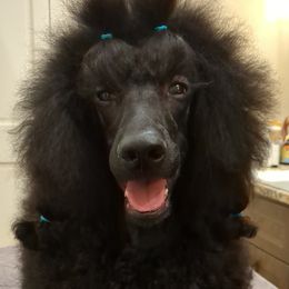 Anna - Poodle