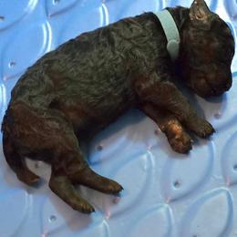 Blue - Black male Poodle puppy in Browns Summit, North Carolina from Nailah's Beauties: Standard Poodles