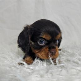 Pandora - Chocolate female Cavalier King Charles Spaniel puppy in Neosho, Missouri from Pups on the Ridge