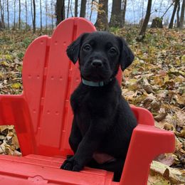 Jordan - Black female Labrador Retriever puppy in Alger, Ohio from Osborne Family Retrievers