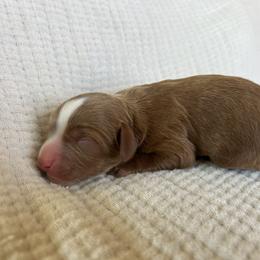 Boy 1 - Red male Cavapoo puppy in Glendale, Arizona from Dashing Dogs