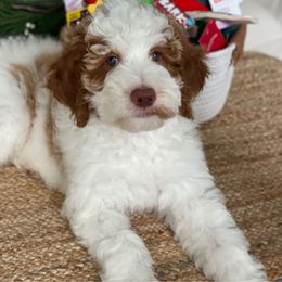 Nugget - Parti Goldendoodle puppy in Palmdale, California from GoldenPaws Doodles