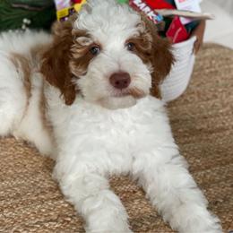Nugget - Parti Goldendoodle puppy in Palmdale, California from GoldenPaws Doodles