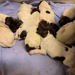 Boy 3 - Liver male German Wirehaired Pointer puppy in Hearne, Texas from Hullabaloo Kennels