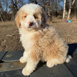 Olive - Yellow and white female Bernedoodle puppy in Sioux Falls, South Dakota from WhiskeyCreek Doodles