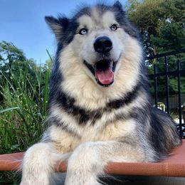 Siberian Huskies from Michelle Johnson