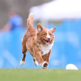 Lennie - Nova Scotia Duck Tolling Retriever