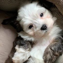 Havanese from Pam Baird's Havanese Puppies