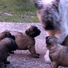 Bouvier des Flandres Puppies from Seasons of Joy Farm and Ranch