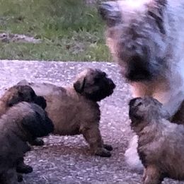 Bouvier des Flandres Puppies from Seasons of Joy Farm and Ranch