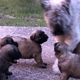 Bouvier des Flandres Puppies from Seasons of Joy Farm and Ranch