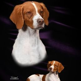 Brittanys and Vizslas from Dzika Place Kennels