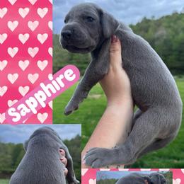 Sapphire - Blue female Great Dane puppy in Wellsville, New York from Prophecy Danes