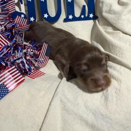 Chocolate male - Chocolate male Dachshund puppy in Pleasant Plains, Arkansas from JGBs Dachshunds