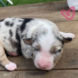 Miniature American Shepherd Puppies from SJC Texas Aussies